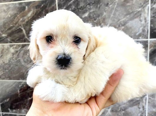 Maltesse Terri̇er  
