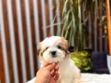 Sevimli Morkie Yavrumuz