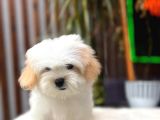 Türkiyenin En Güzel Morkie Yavrusu