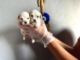 Toypoodle  Bebekler