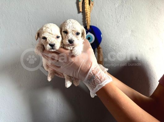 Toypoodle  Bebekler görsel