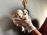 Toypoodle  Bebekler