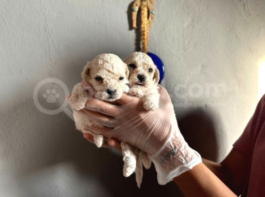 Toypoodle  Bebekler görsel