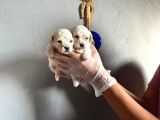 Toypoodle  Bebekler