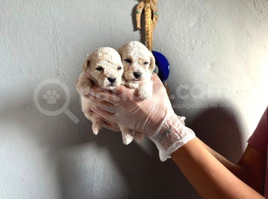 Toypoodle  Bebekler görsel