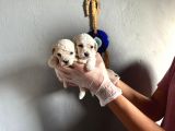 Toypoodle  bebekler