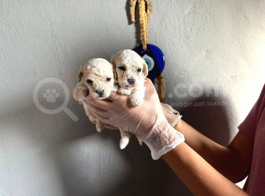 Toypoodle  Bebekler