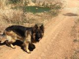 Kali̇teli̇ Şecereli̇ Uzun Tüylü Alman Çoban Köpeği̇ Yavrulari