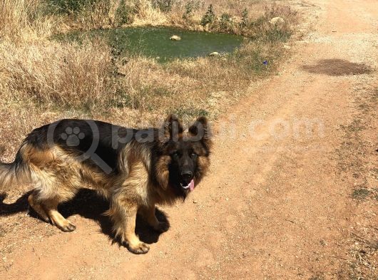 Kali̇teli̇ Şecereli̇ Uzun Tüylü Alman Çoban Köpeği̇ Yavrulari görsel