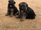 KALİTELİ ŞECERELİ UZUN TÜYLÜ ALMAN ÇOBAN KÖPEĞİ YAVRULARI