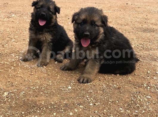 Kali̇teli̇ Şecereli̇ Uzun Tüylü Alman Çoban Köpeği̇ Yavrulari