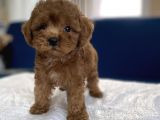 0 Numr red toy poodle yavrumuz