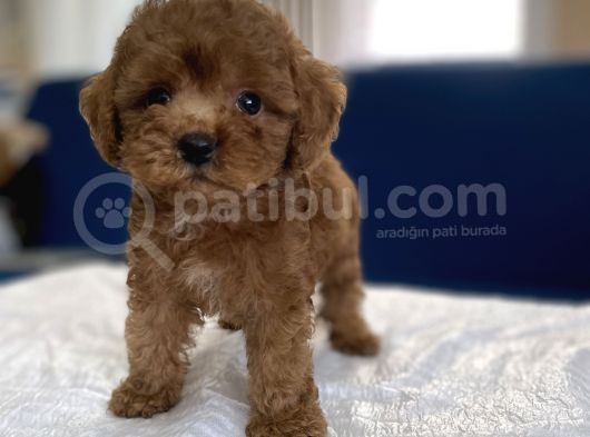 0 Numr Red Toy Poodle Yavrumuz