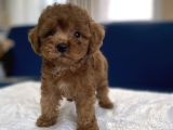 0 Numr Red Toy Poodle Yavrumuz