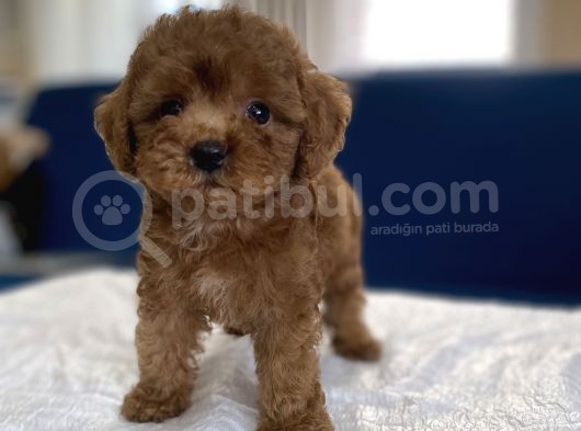 0 Numr Red Toy Poodle Yavrumuz görsel