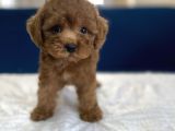 0 Numr Red Toy Poodle Yavrumuz
