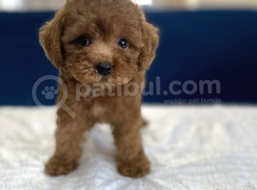 0 Numr Red Toy Poodle Yavrumuz görsel