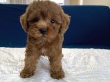 0 Numr Red Toy Poodle Yavrumuz