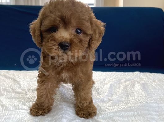 0 Numr Red Toy Poodle Yavrumuz görsel
