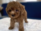 0 Numr Red Toy Poodle Yavrumuz