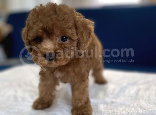0 Numr Red Toy Poodle Yavrumuz görsel