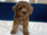 0 Numr Red Toy Poodle Yavrumuz