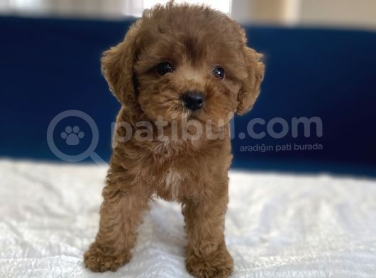 0 Numr Red Toy Poodle Yavrumuz görsel