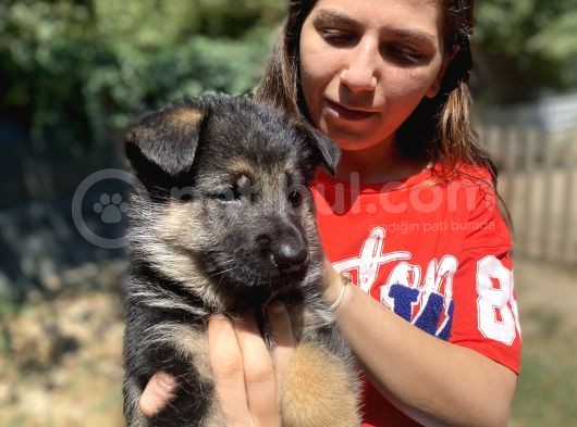 Güzellik Abidesi Alman Kurdu K9 Yavrularımız görsel