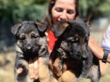 Güzellik Abidesi Alman Kurdu K9 Yavrularımız