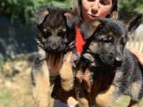 Güzellik Abidesi Alman Kurdu K9 Yavrularımız