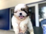 MİNİK SHİH TZU YAVRULAR