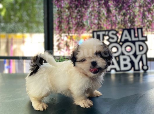 Mi̇ni̇k Shi̇h Tzu Yavrular görsel