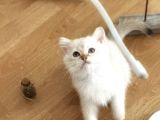 Erkek Safkan Mavi Gözlü British Shorthair  2 aylık