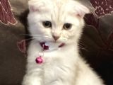 Tatlı Ve Oyuncu Yavru Dişi