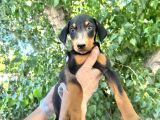 Doberman  Yavrularımız Bursa Türkiye Tüm İller Ve Avrupaya  Gönderim Mevcuttur