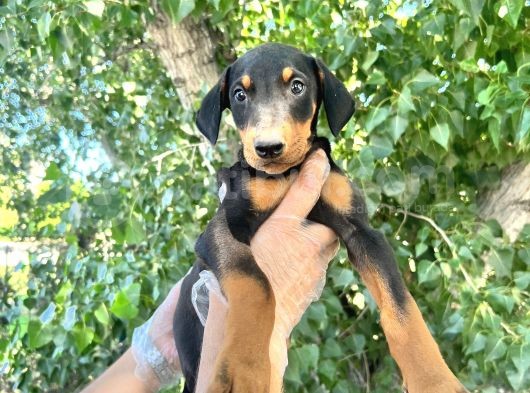 Doberman  Yavrularımız Bursa Türkiye Tüm İller Ve Avrupaya  Gönderim Mevcuttur görsel