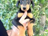 Doberman  Yavrularımız Bursa Türkiye Tüm İller Ve Avrupaya  Gönderim Mevcuttur