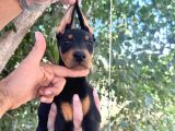 Doberman  Yavrularımız Bursa Türkiye Tüm İller Ve Avrupaya  Gönderim Mevcuttur