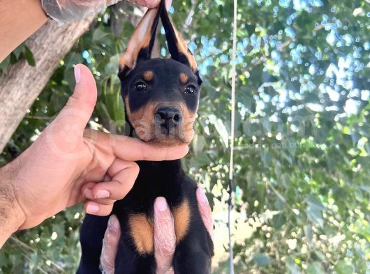 Doberman  Yavrularımız Bursa Türkiye Tüm İller Ve Avrupaya  Gönderim Mevcuttur görsel