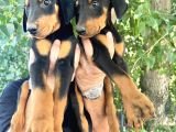 Doberman  Yavrularımız Bursa Türkiye Tüm İller Ve Avrupaya  Gönderim Mevcuttur
