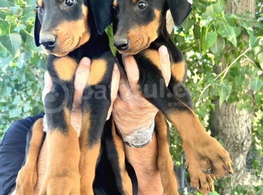 Doberman  Yavrularımız Bursa Türkiye Tüm İller Ve Avrupaya  Gönderim Mevcuttur görsel