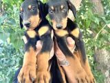 Doberman  Yavrularımız Bursa Türkiye Tüm İller Ve Avrupaya  Gönderim Mevcuttur