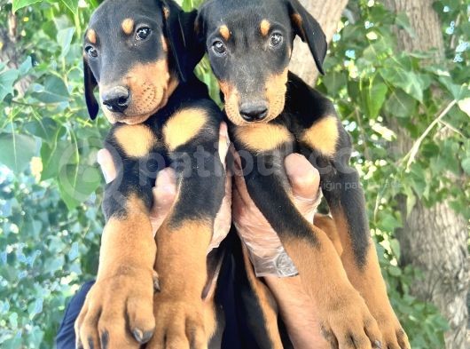 Doberman  Yavrularımız Bursa Türkiye Tüm İller Ve Avrupaya  Gönderim Mevcuttur görsel