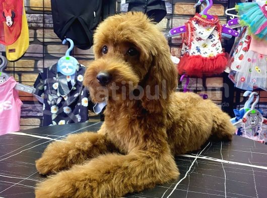 Toypoodle Red Dişi Yavrumuz Oyuncu görsel