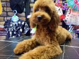Toypoodle Red Dişi Yavrumuz Oyuncu