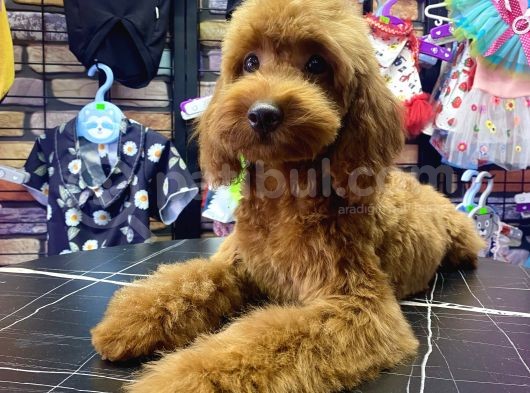 Toypoodle Red Dişi Yavrumuz Oyuncu görsel