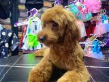 Toypoodle Red Dişi Yavrumuz Oyuncu
