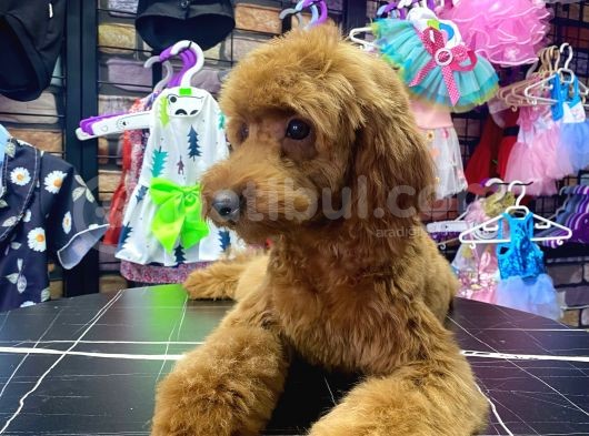 Toypoodle Red Dişi Yavrumuz Oyuncu görsel