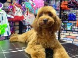 Toypoodle Red Dişi Yavrumuz oyuncu