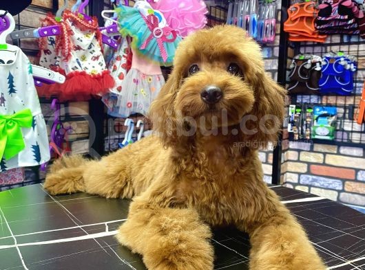 Toypoodle Red Dişi Yavrumuz Oyuncu